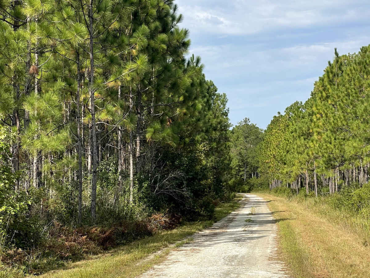 Trumpster Road photo 5