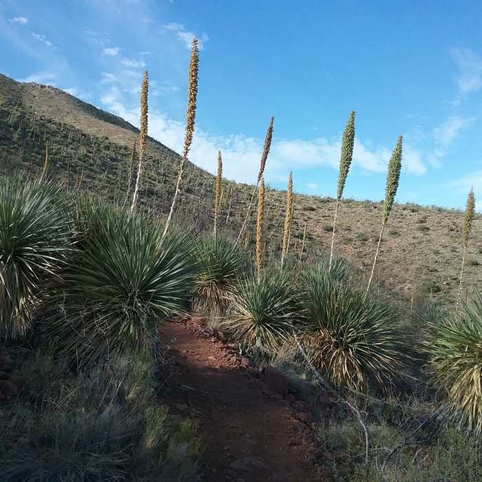Near Agave Sidetrack