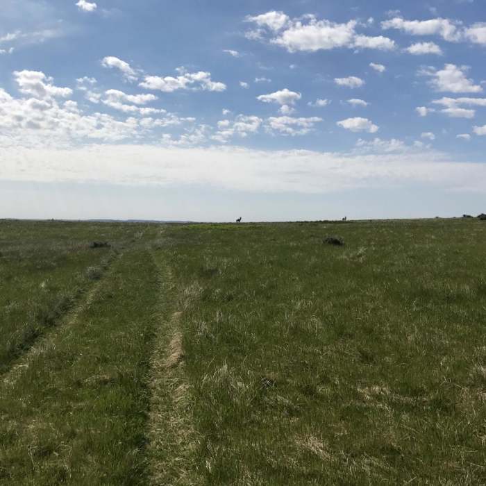 Near Petrified Trail Loop