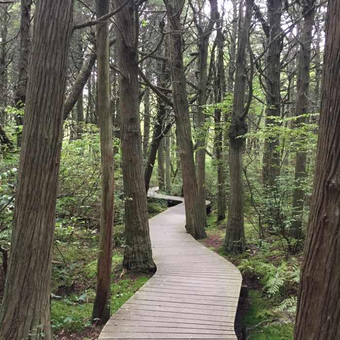 Near Atlantic White Cedar Trail