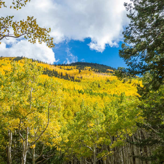 Near Inner Basin Trail