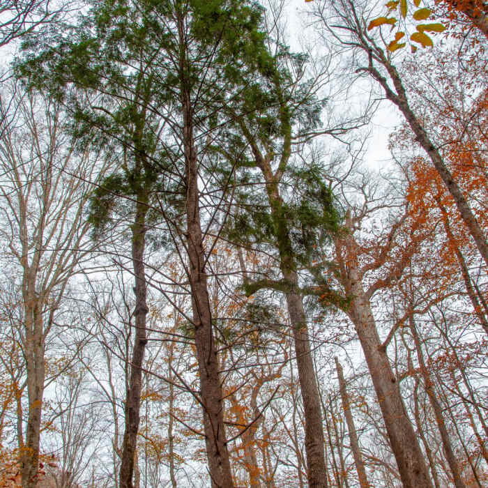 Near Joyce Kilmer Memorial Forest Loop Near Joyce Kilmer Memorial Forest Loop