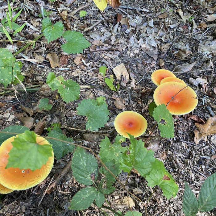 Near Rocky Branch Nature Trail