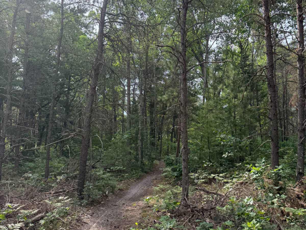 Red Bridge ORV Trail West Loop photo 2