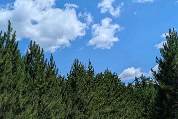 Jackpine Trail