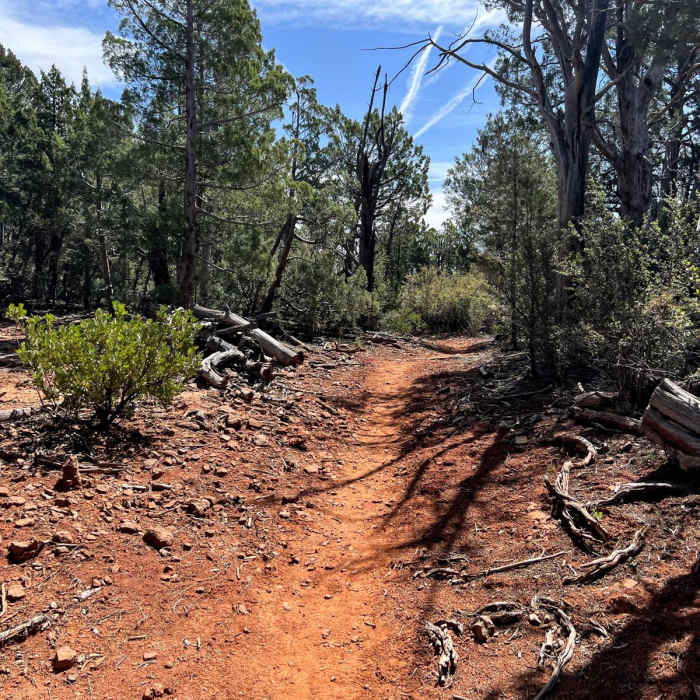 Near Mogollon Rim Loop