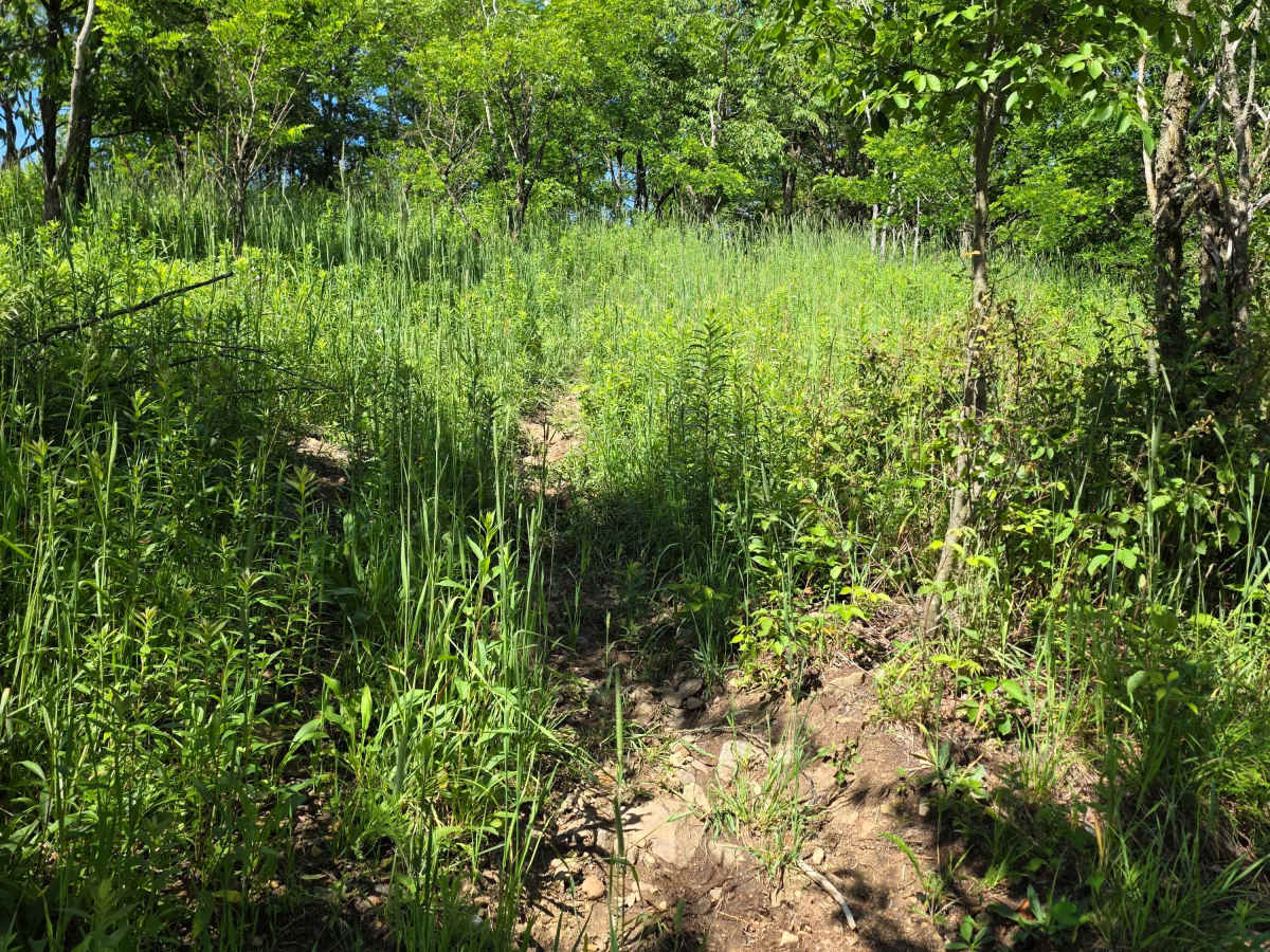 Single Track Z photo 2