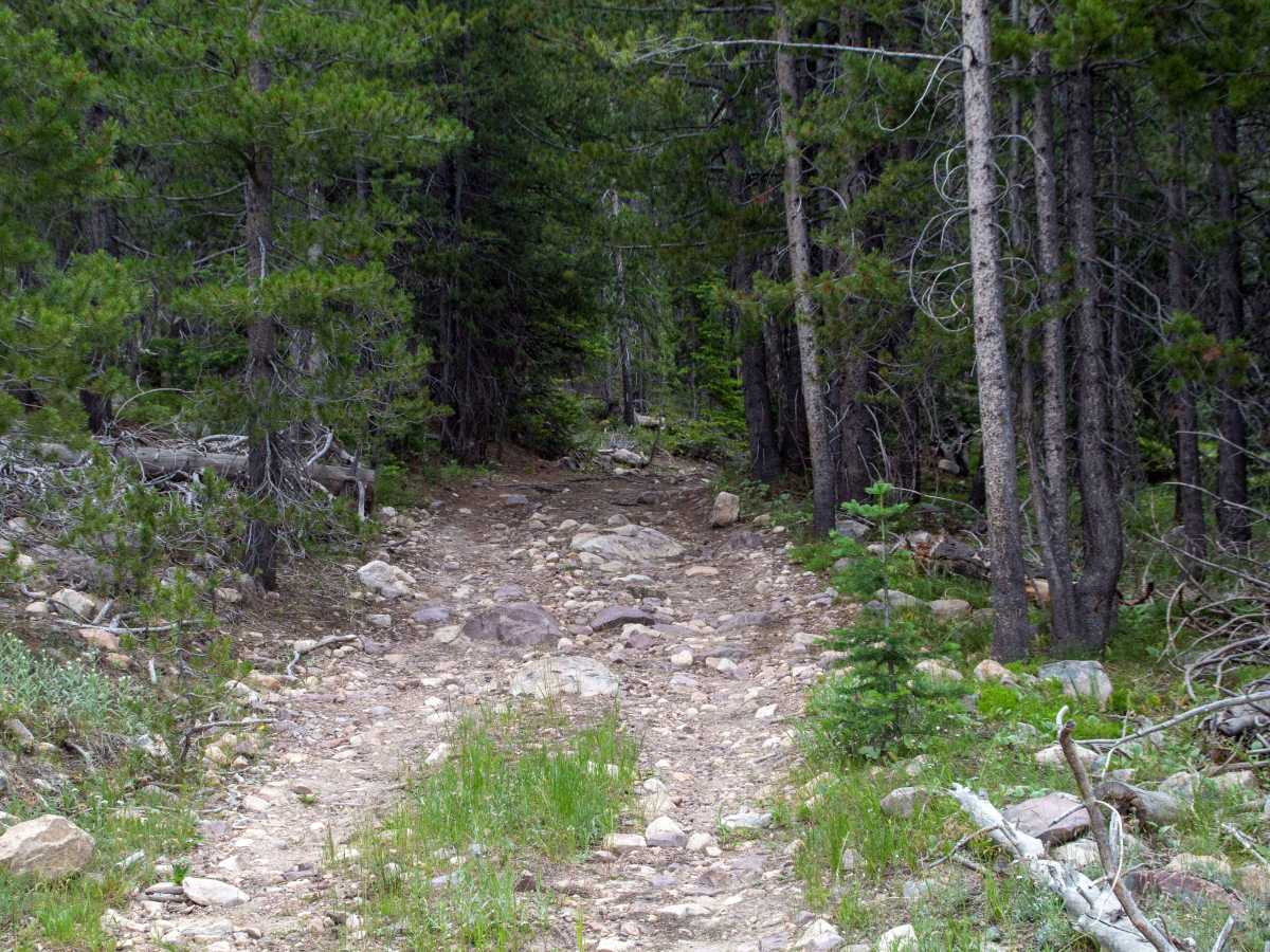 Alexander Loop - FR80940 photo 2