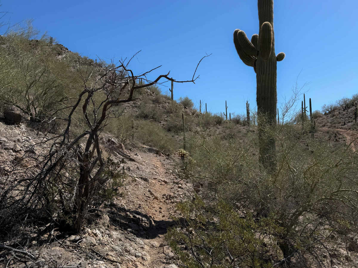 Bh1278 Singletrack  photo 6