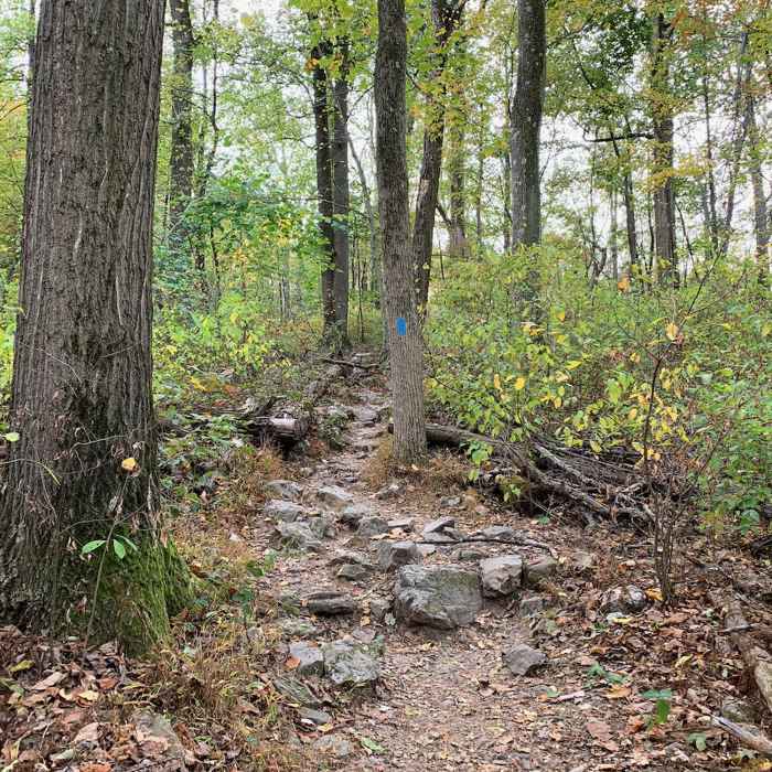 Near Sugarloaf Summit