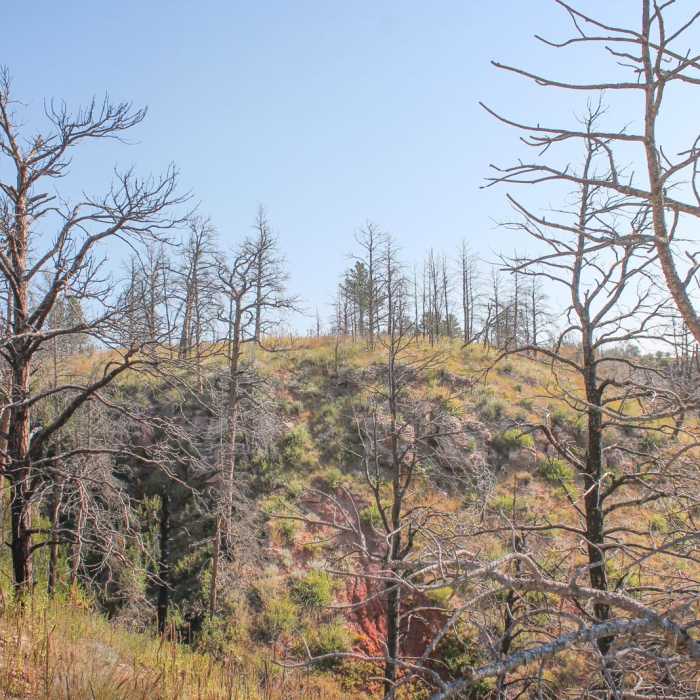 Near East Bison Flats Trail Near East Bison Flats Trail