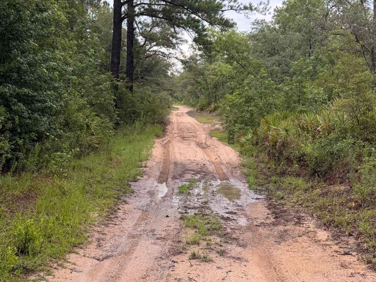 Griffin Ridge WMA photo 4