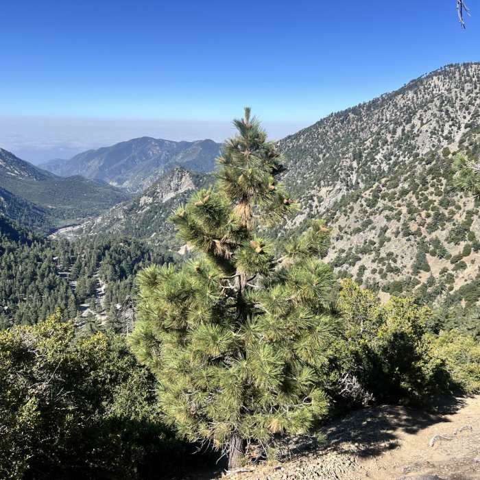 Near Mount Harwood via Register Ridge