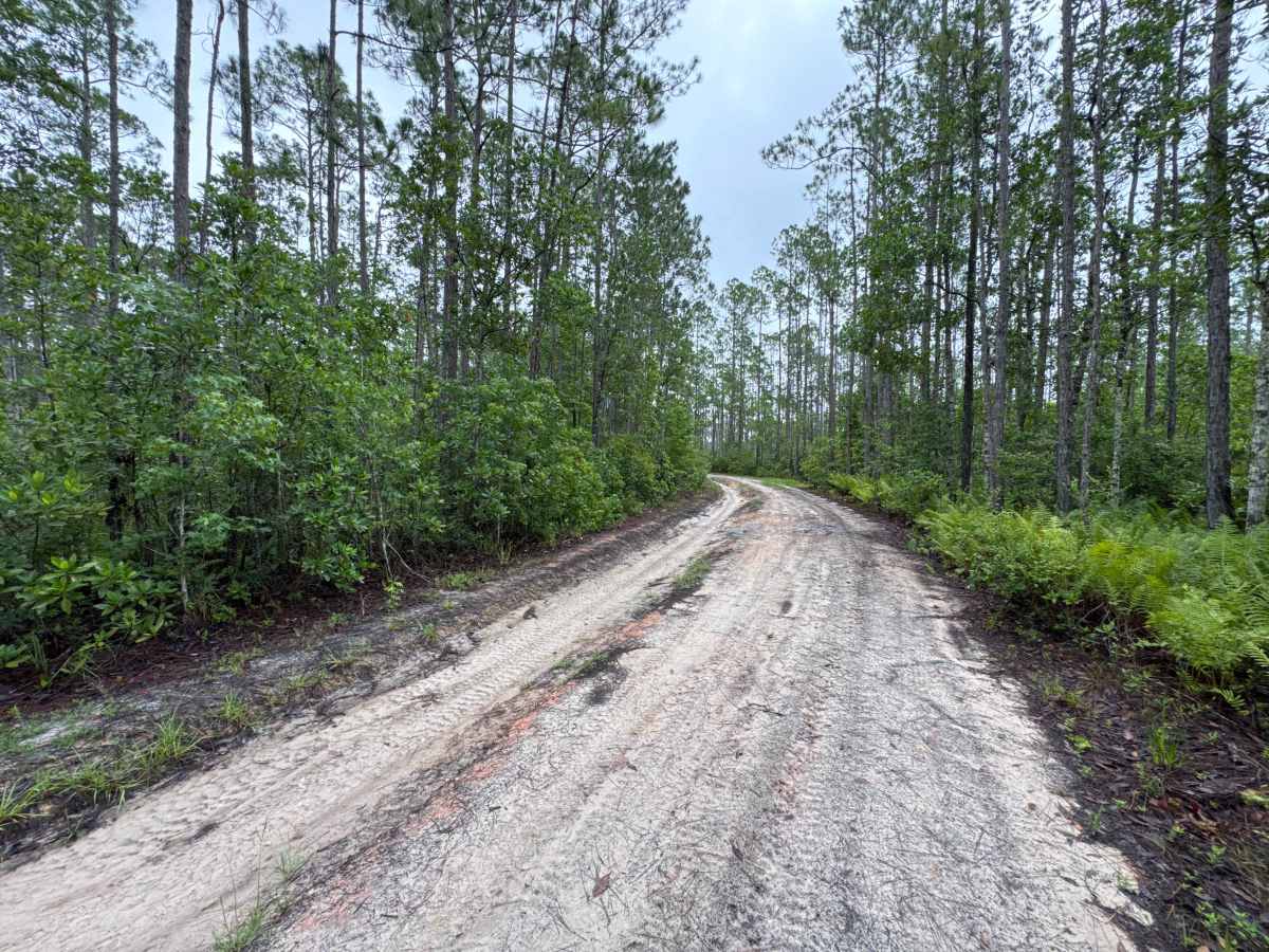 Ocala National Forest Road 65 photo 6