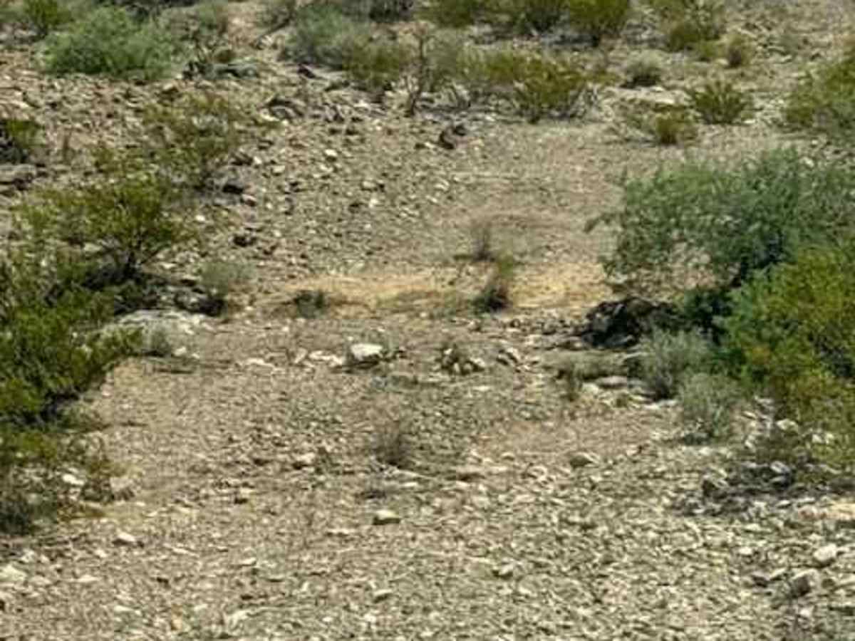 BLM SS1043 photo 2