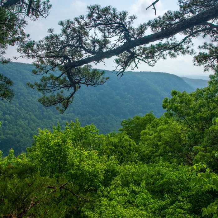 Near Manns Creek Gorge Trail