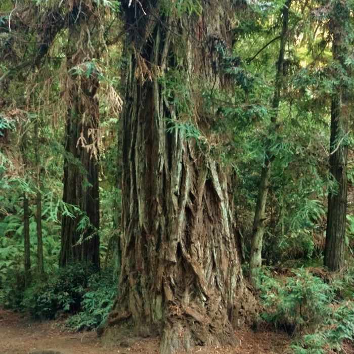 Near Aptos Rancho Trail