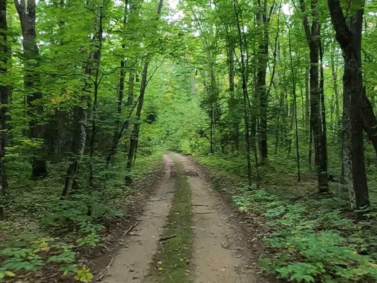 Maple Strip - FS 3636 trail photo