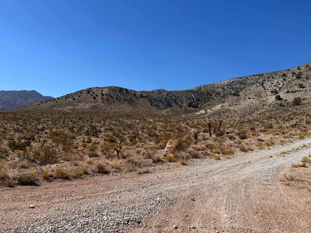Desert Bloom Loop photo 3