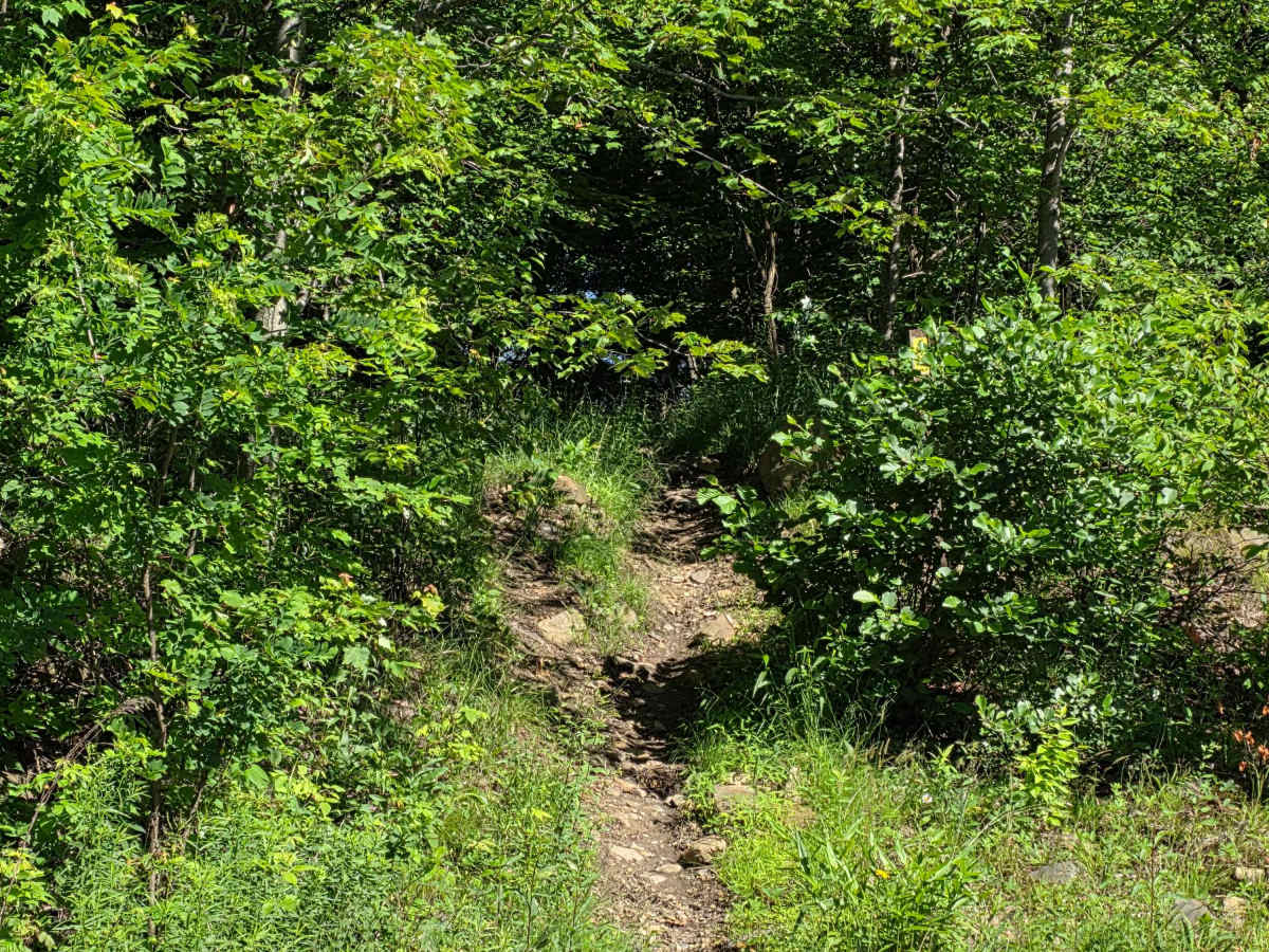 Single Track P photo 5