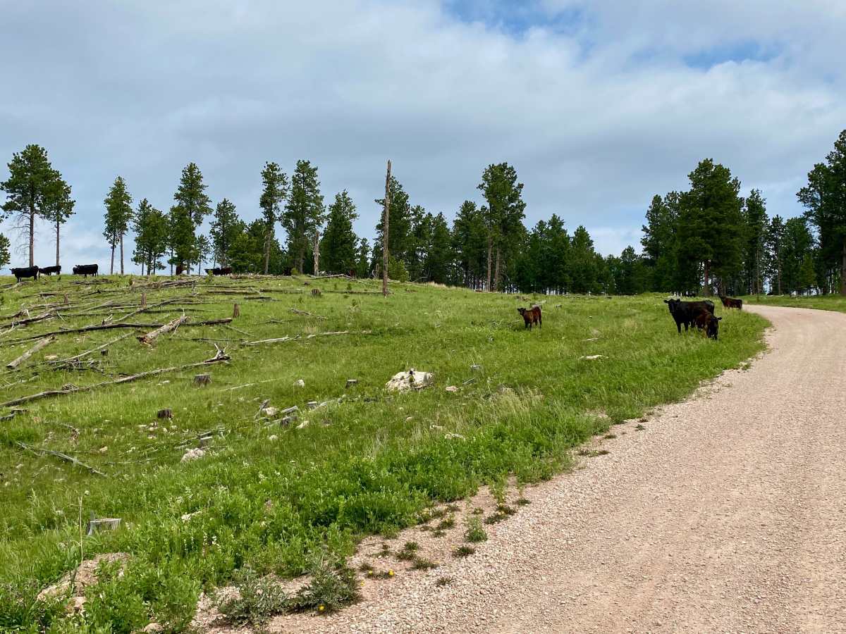Mud Springs Road photo 5