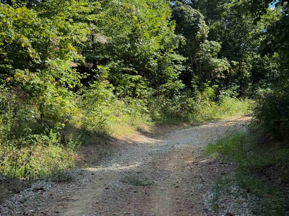 Shack Creek Trail photo 5