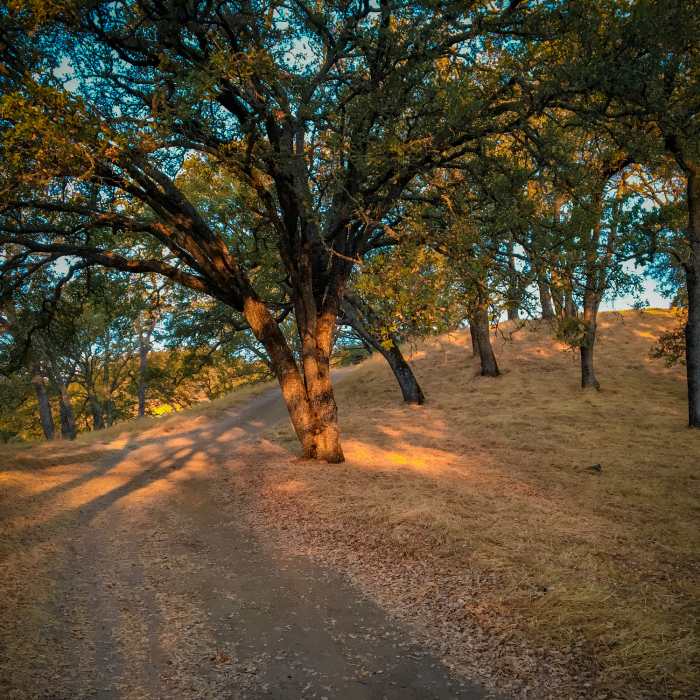 Near Eagle Peak Out and Back
