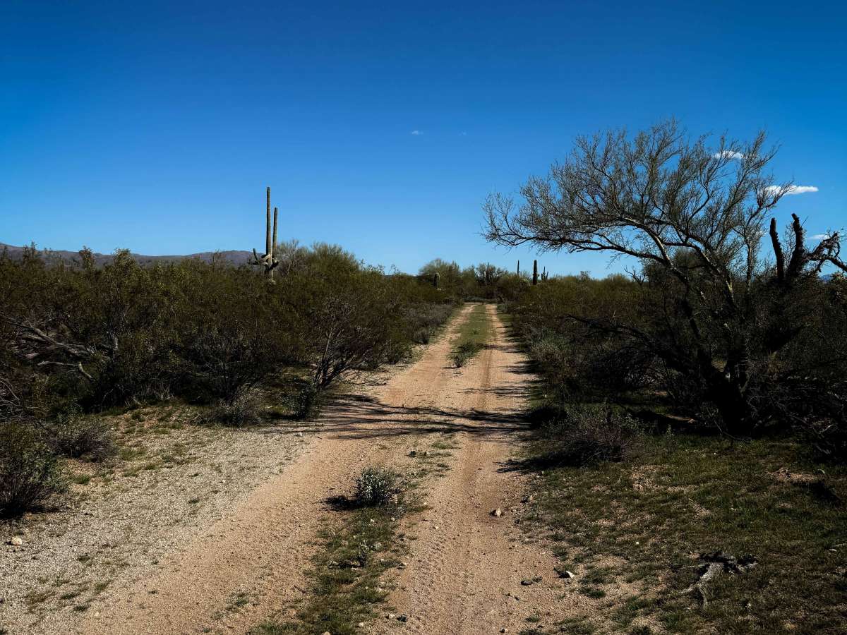 Cholla Way  photo 4