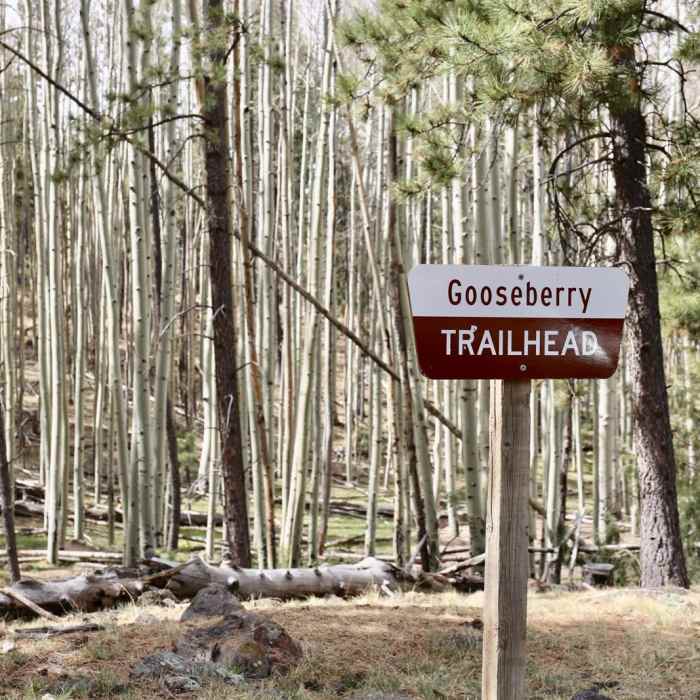 Near Gooseberry Springs Trail to Mount Taylor