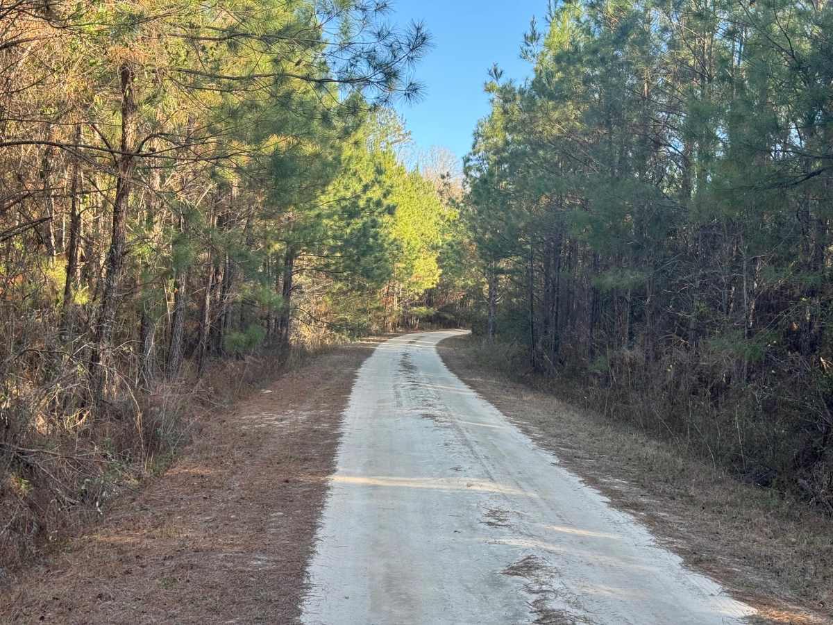 Jackson Island Road photo 4