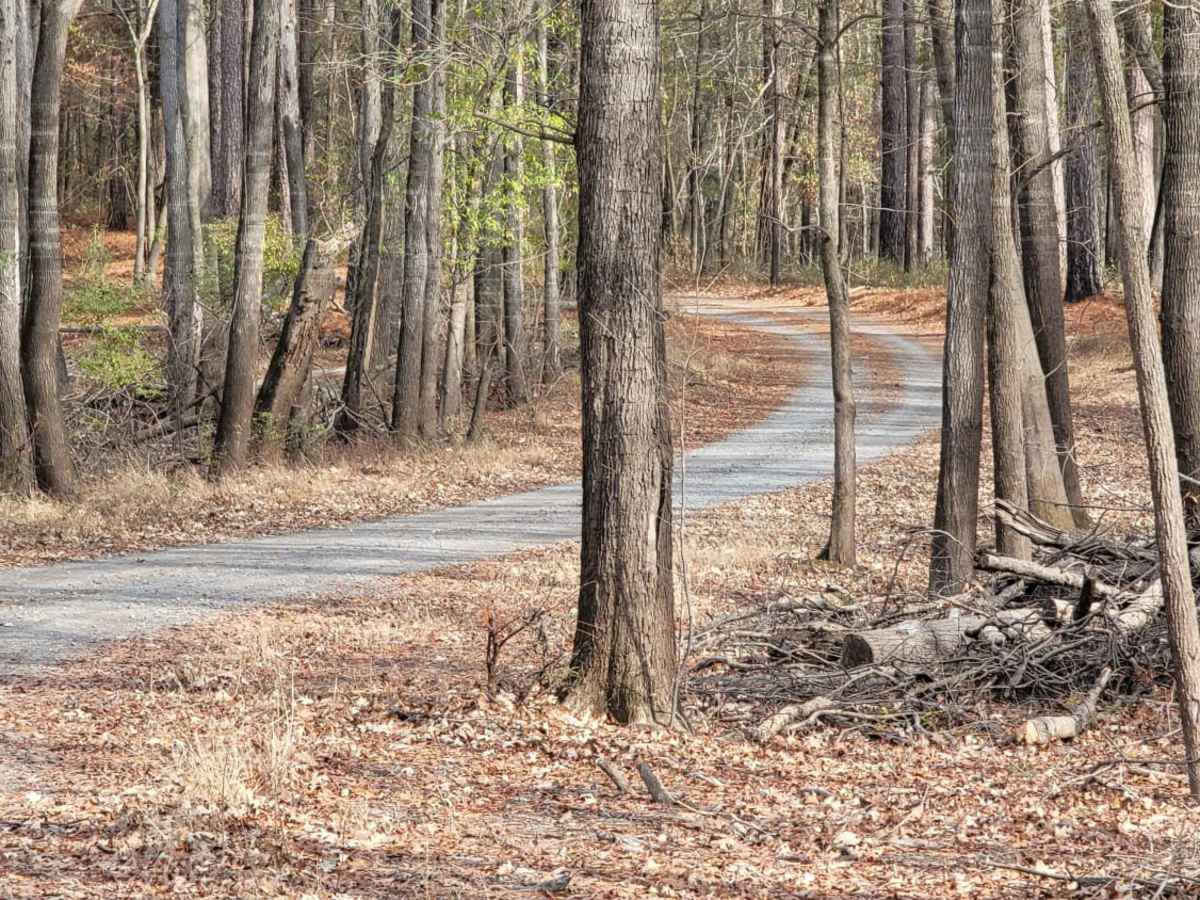Enter Bodcau Wildlife Management Area trail photo