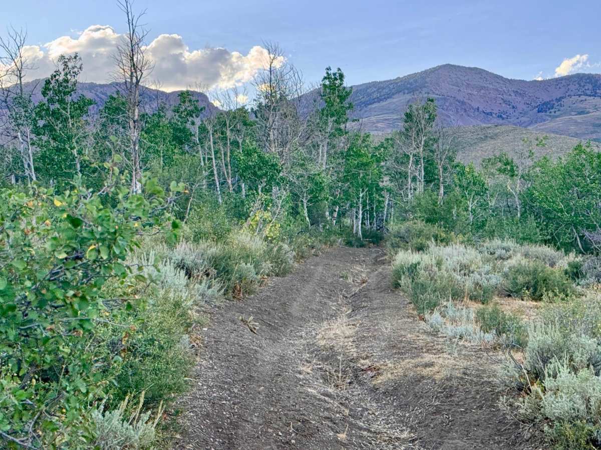 Pratt - FS 16207 trail photo