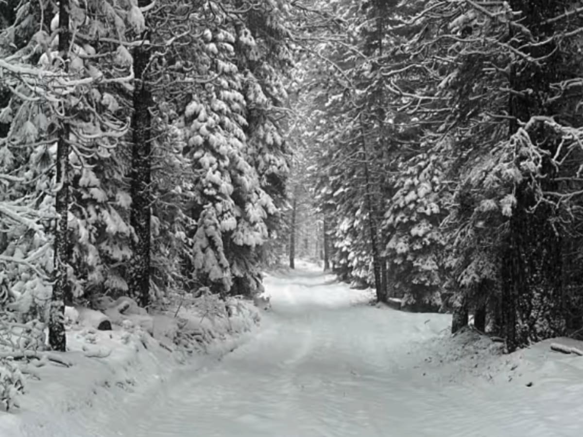 Forest Road 4130-000 photo 3
