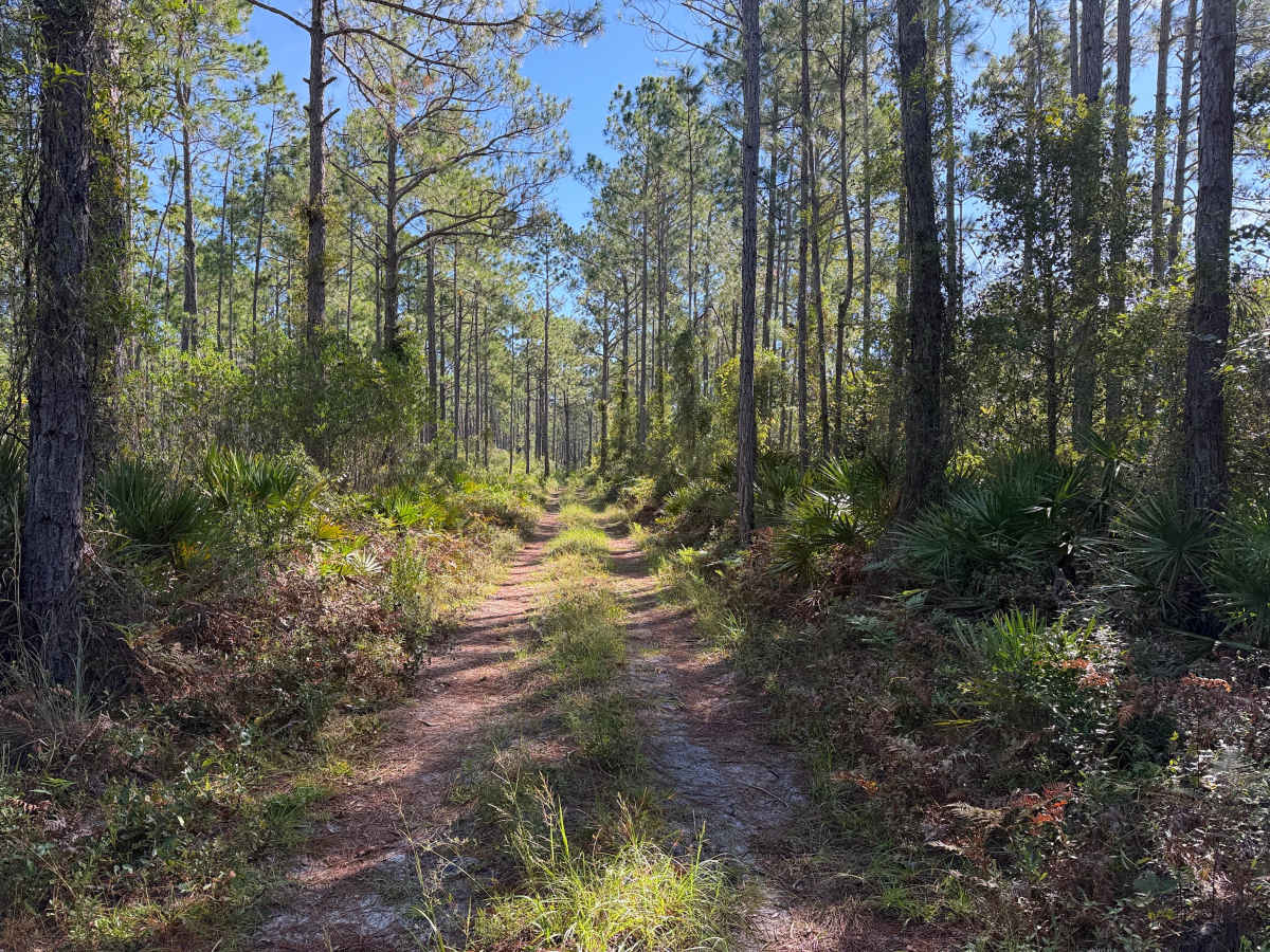 FS 208-A trail photo