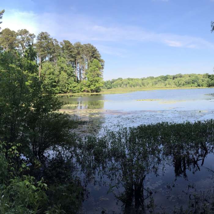 Blackwell Swamp Near Blackwell Swamp Loop