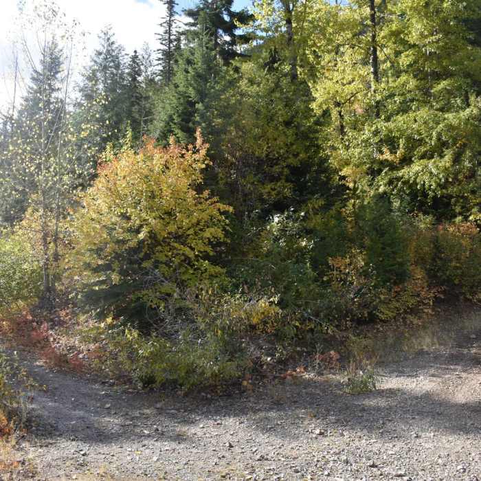 Near Lone Lake Trail