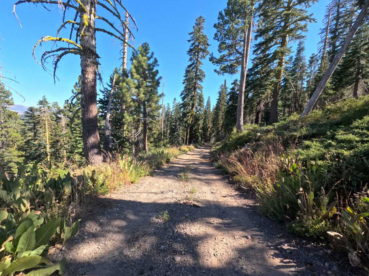 Tamarack - FS 18EV287 photo 6