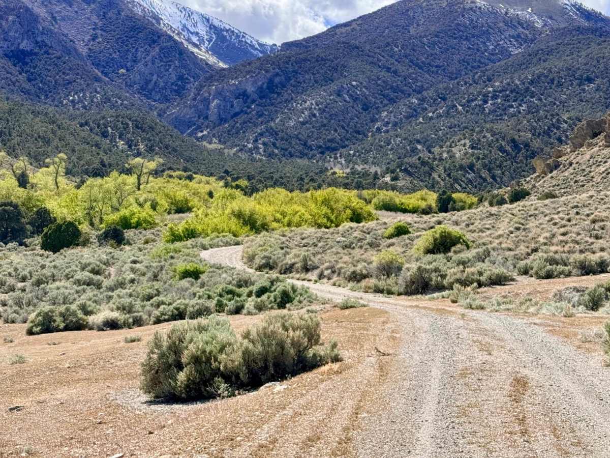Bowman Creek FS43307 trail photo