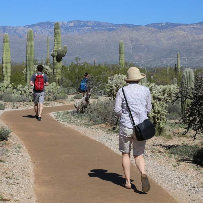 Near Javelina West Wash Trail