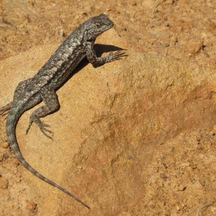 Near Solstice Canyon Trail