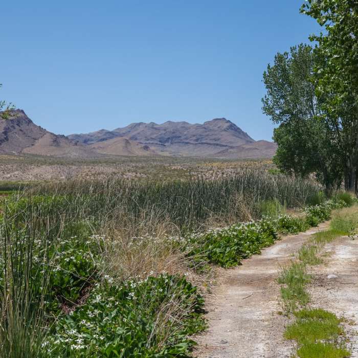 Near WHIN Dike Trail Near WHIN Dike Trail