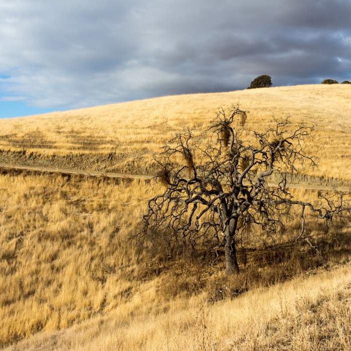 Near Eagle Crest Trail