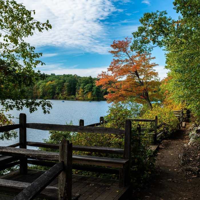 Near Lake Waban Trail