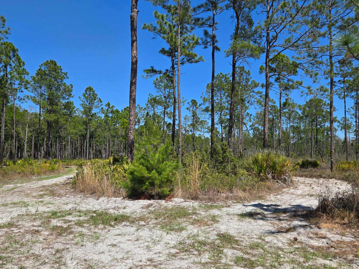 Firebreak Road photo 5