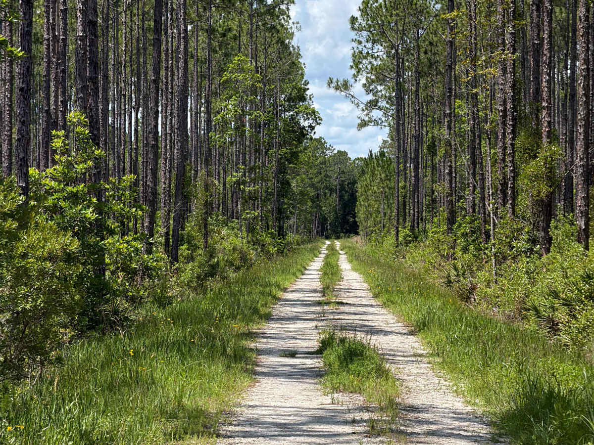 Fawn Road photo 5