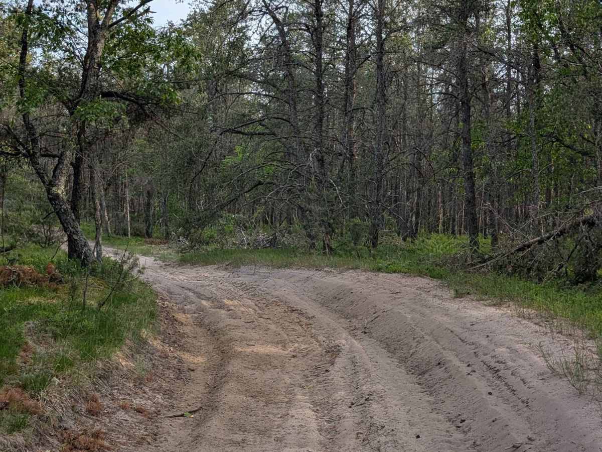Little Canyon Creek Trail photo 2