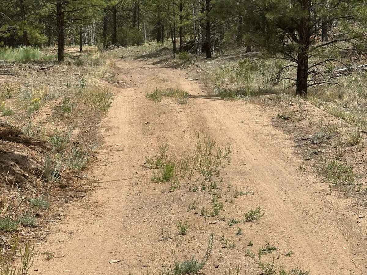 Saplings Road trail photo