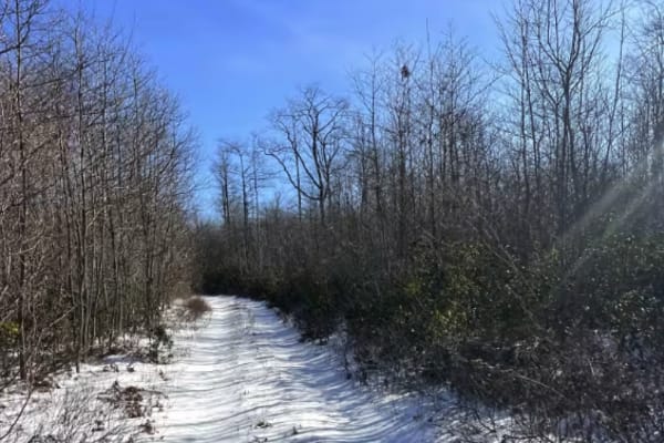 Steele Top Trail