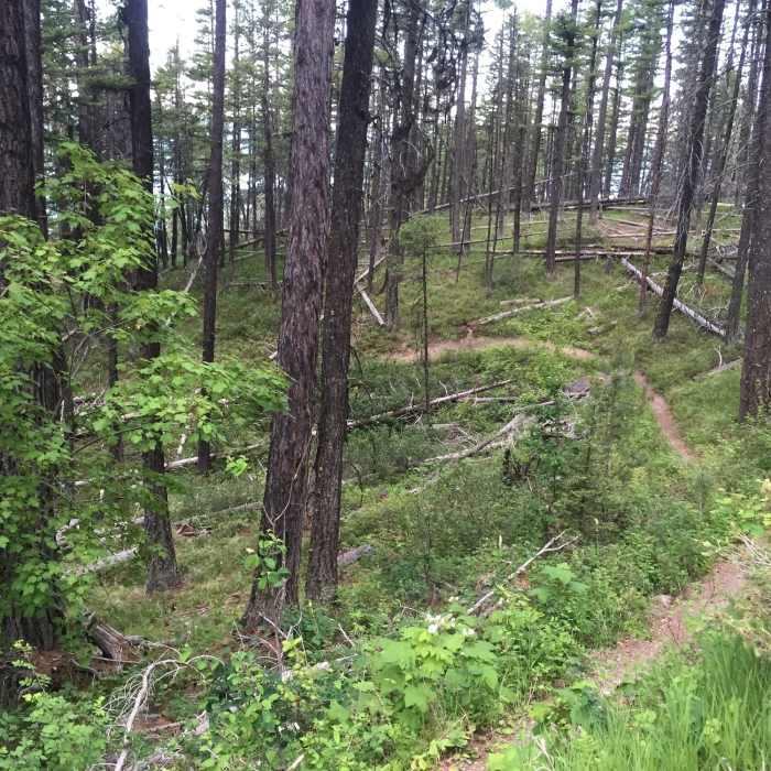 Near Beardance Trail #76