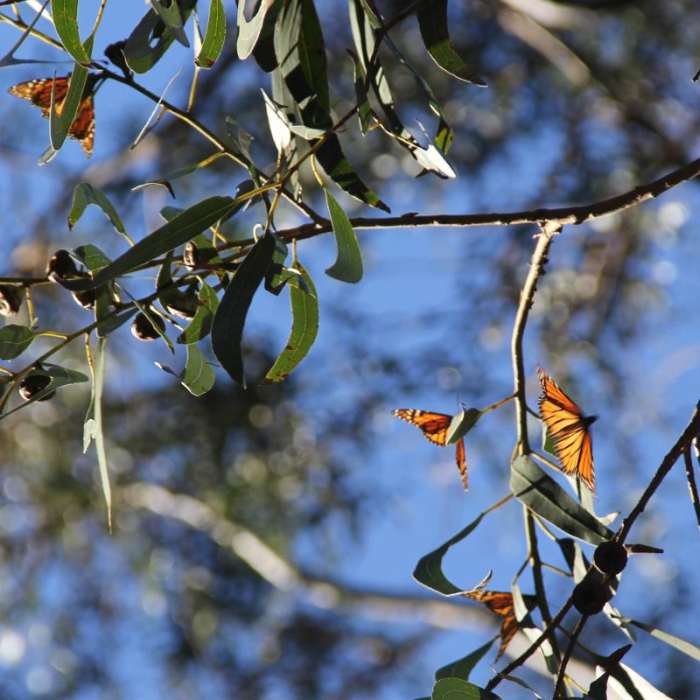 Near Headlands to Creamery Meadow Loop Near Headlands to Creamery Meadow Loop